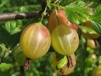 800px-Gooseberries_1.jpg